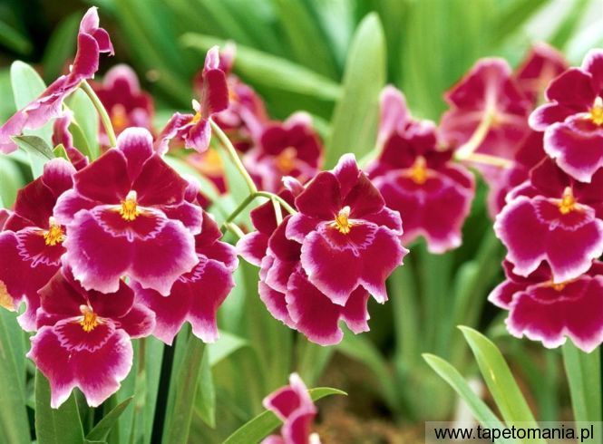 Pansy Orchid, Tapety Kwiaty, Kwiaty tapety na pulpit, Kwiaty