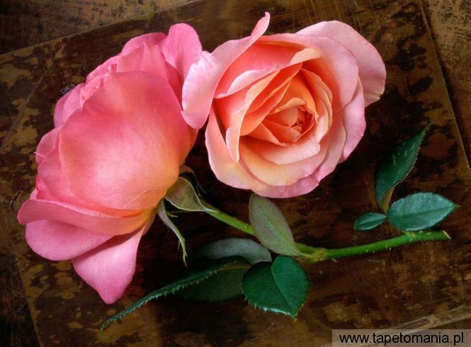 Pink Roses, Tapety Kwiaty, Kwiaty tapety na pulpit, Kwiaty