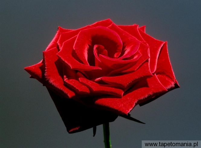Red Rose, Tapety Kwiaty, Kwiaty tapety na pulpit, Kwiaty