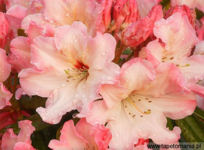 Rhododendron Blossoms, Tapety Kwiaty, Kwiaty tapety na pulpit, Kwiaty