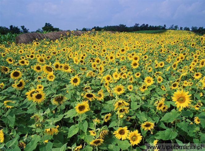 Sunflower Field, Tapety Kwiaty, Kwiaty tapety na pulpit, Kwiaty