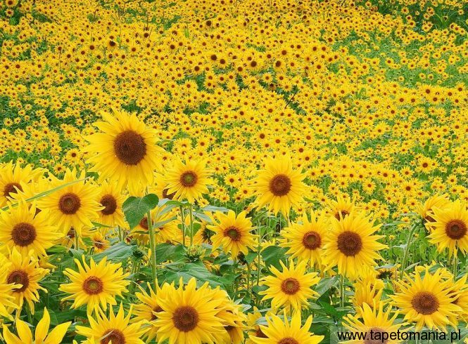 Sunflower Field f, Tapety Kwiaty, Kwiaty tapety na pulpit, Kwiaty