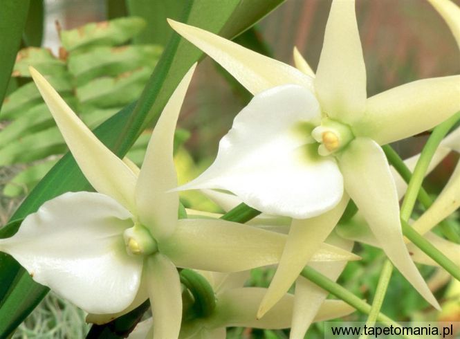 White Orchid, Tapety Kwiaty, Kwiaty tapety na pulpit, Kwiaty
