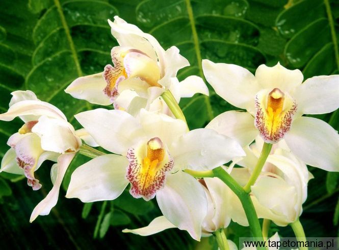 White Orchids f, Tapety Kwiaty, Kwiaty tapety na pulpit, Kwiaty