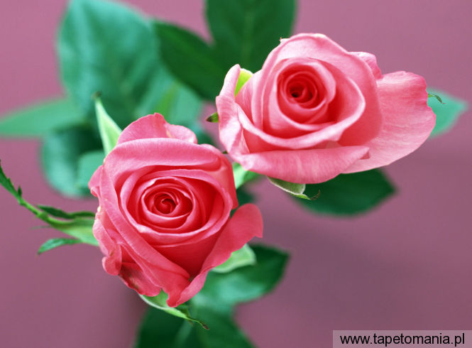 home flower rose, Tapety Kwiaty, Kwiaty tapety na pulpit, Kwiaty