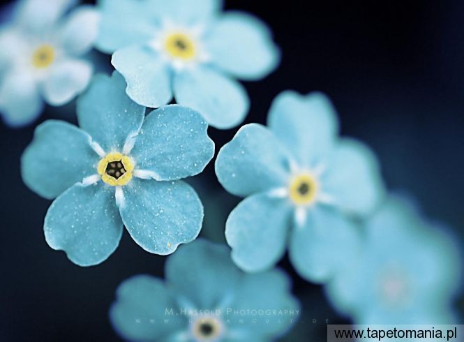 niebieski kwiat, Tapety Kwiaty, Kwiaty tapety na pulpit, Kwiaty