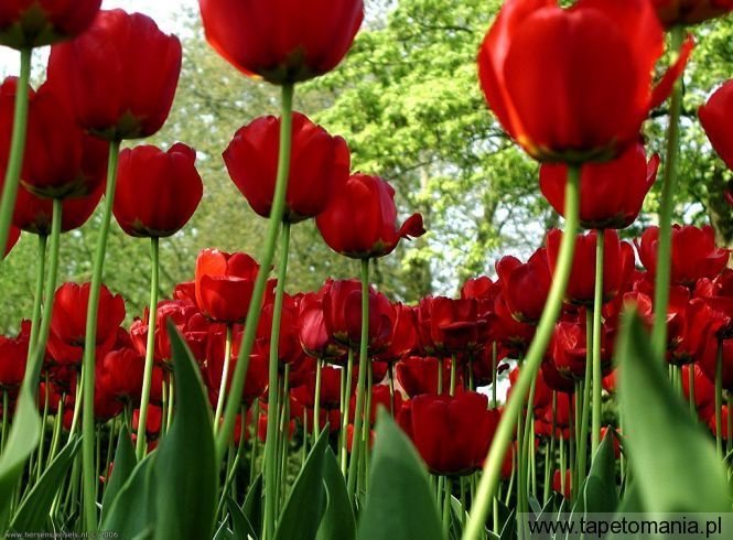 spring tulips, Tapety Kwiaty, Kwiaty tapety na pulpit, Kwiaty