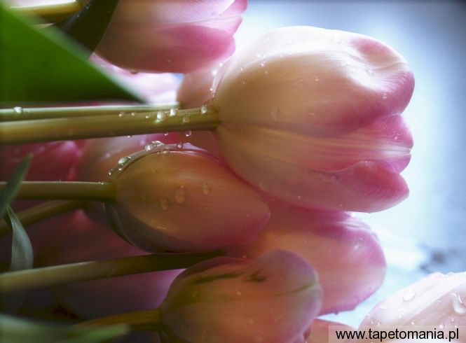 tulips dew m, Tapety Kwiaty, Kwiaty tapety na pulpit, Kwiaty