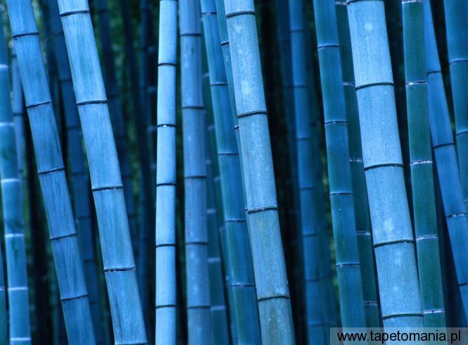 bambusy w nocy, Tapety Widoki, Widoki tapety na pulpit, Widoki