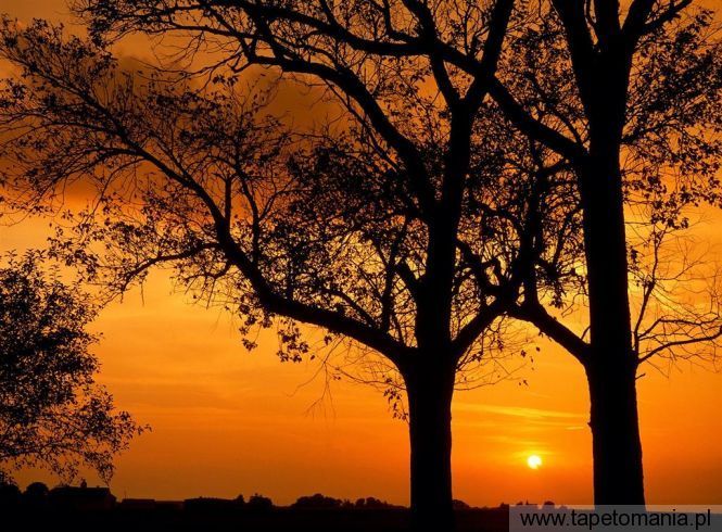 elm trees at sunset, Tapety Zachody słońca, Zachody słońca tapety na pulpit, Zachody słońca