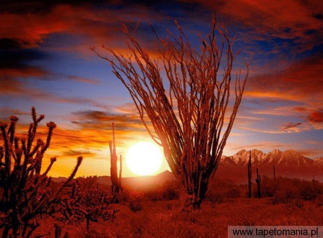 ocotillo, Tapety Zachody słońca, Zachody słońca tapety na pulpit, Zachody słońca