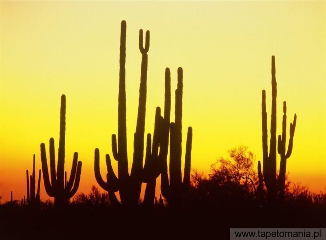 saguaro cactus at sunset, Tapety Zachody słońca, Zachody słońca tapety na pulpit, Zachody słońca