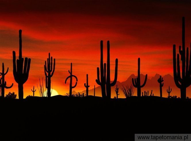 saguaros, Tapety Zachody słońca, Zachody słońca tapety na pulpit, Zachody słońca