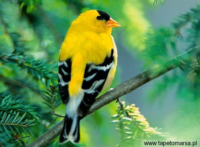 american goldfinch, Tapety Ptaki, Ptaki tapety na pulpit, Ptaki