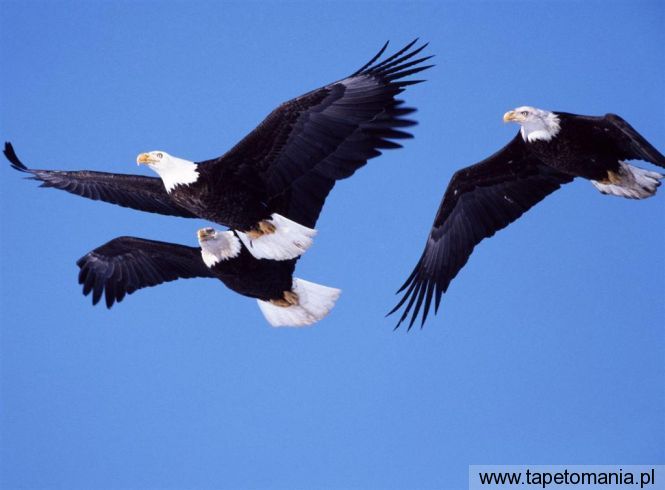 bald eagles in flight, Tapety Ptaki, Ptaki tapety na pulpit, Ptaki