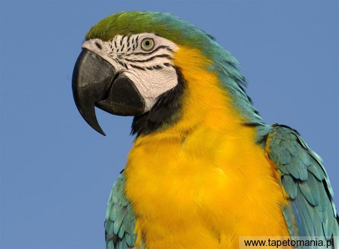 blue and  yellow macaw, Tapety Ptaki, Ptaki tapety na pulpit, Ptaki