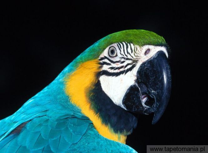 blue and yellow macaw, Tapety Ptaki, Ptaki tapety na pulpit, Ptaki