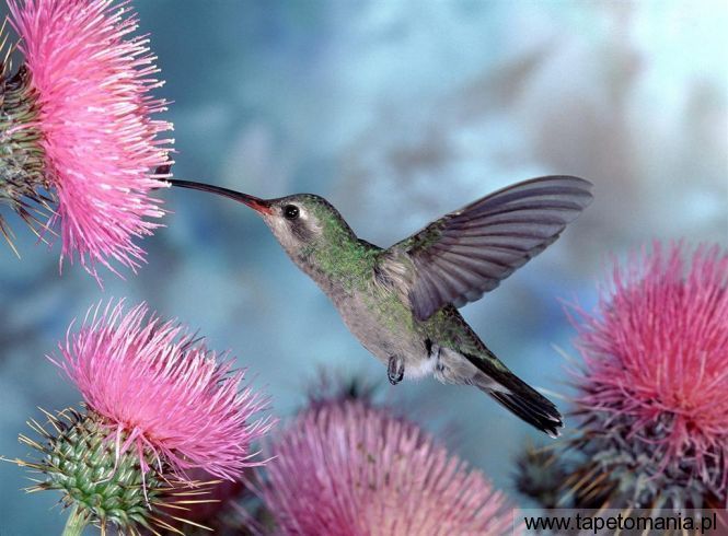 broad billed hummingbird, Tapety Ptaki, Ptaki tapety na pulpit, Ptaki
