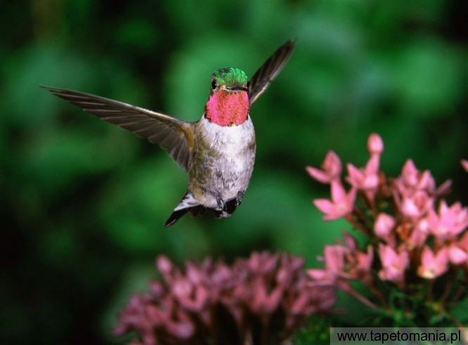 broadtail hummingbird, Tapety Ptaki, Ptaki tapety na pulpit, Ptaki