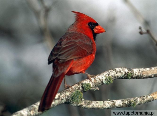 cardinal, Tapety Ptaki, Ptaki tapety na pulpit, Ptaki