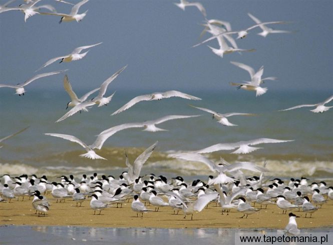 flock of sandwich terns, Tapety Ptaki, Ptaki tapety na pulpit, Ptaki