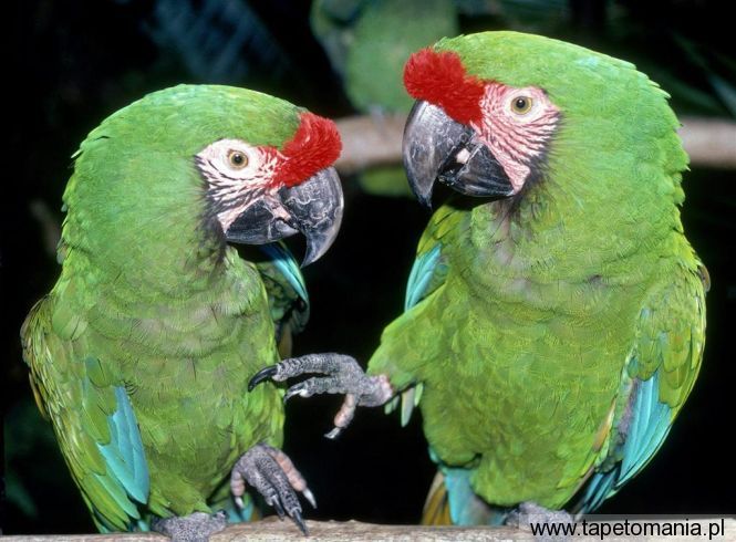 green macaws, Tapety Ptaki, Ptaki tapety na pulpit, Ptaki
