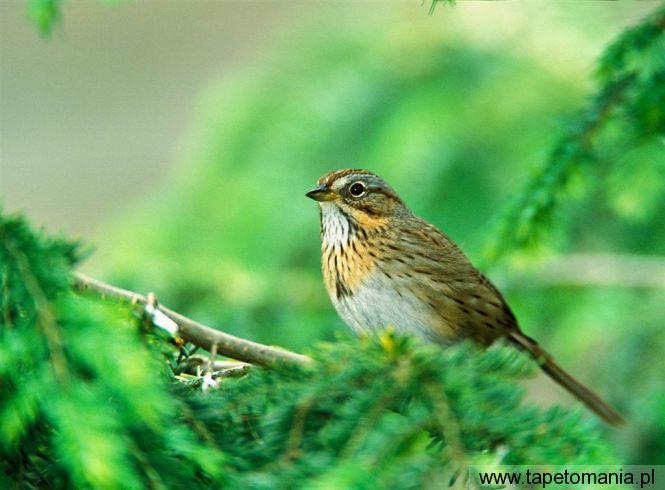 lincolns sparrow, Tapety Ptaki, Ptaki tapety na pulpit, Ptaki