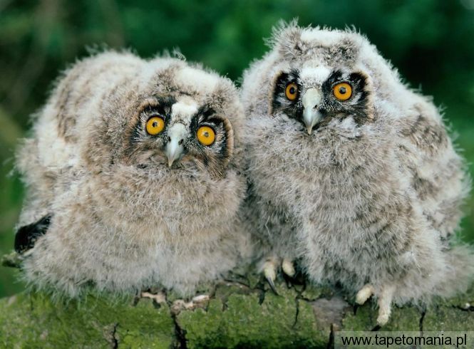 long eared owl chicks, Tapety Ptaki, Ptaki tapety na pulpit, Ptaki