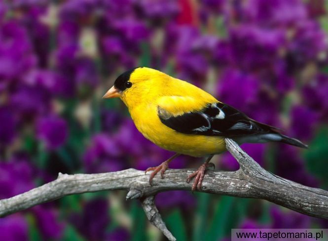 male american goldfinch, Tapety Ptaki, Ptaki tapety na pulpit, Ptaki
