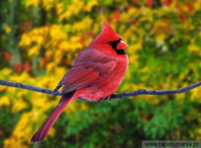 male northern cardinal, Tapety Ptaki, Ptaki tapety na pulpit, Ptaki