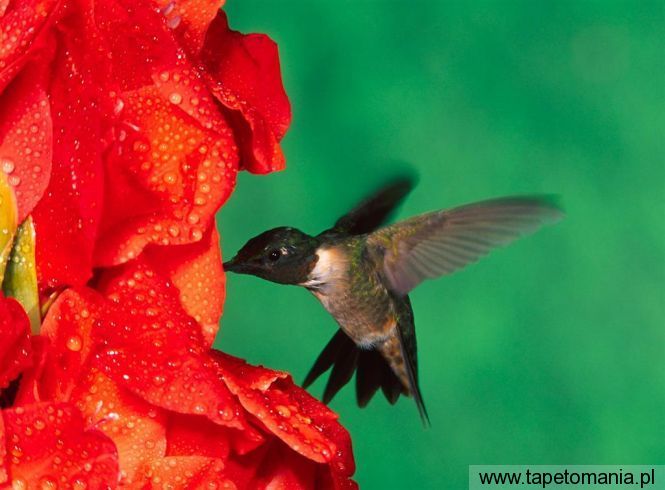 male ruby throated hummingbird, Tapety Ptaki, Ptaki tapety na pulpit, Ptaki