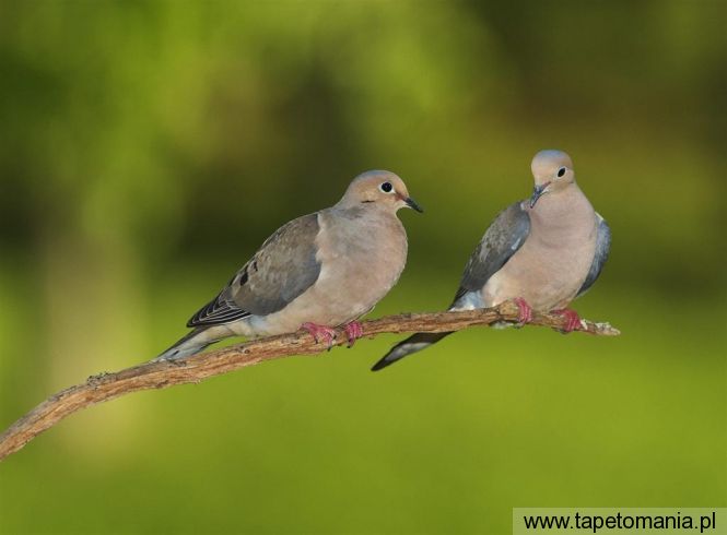 pair of mourning doves, Tapety Ptaki, Ptaki tapety na pulpit, Ptaki