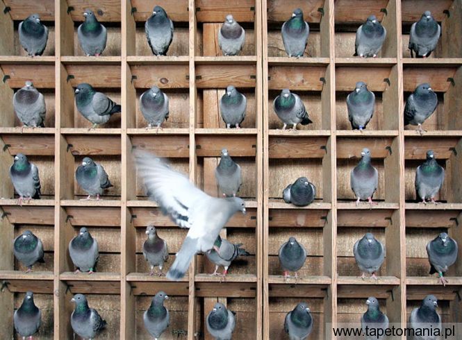 pigeons, Tapety Ptaki, Ptaki tapety na pulpit, Ptaki