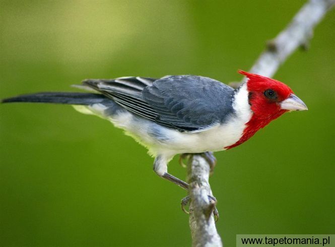 red crested cardinal, Tapety Ptaki, Ptaki tapety na pulpit, Ptaki
