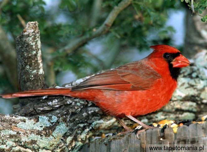 red cardinal, Tapety Ptaki, Ptaki tapety na pulpit, Ptaki