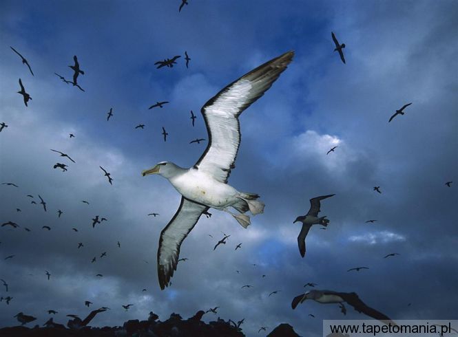 salvins albatross, Tapety Ptaki, Ptaki tapety na pulpit, Ptaki