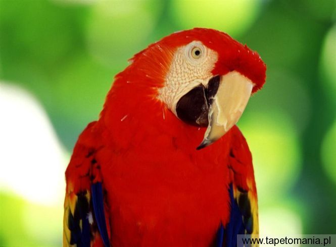 scarlet macaw, Tapety Ptaki, Ptaki tapety na pulpit, Ptaki