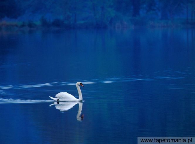 swan lake, Tapety Ptaki, Ptaki tapety na pulpit, Ptaki
