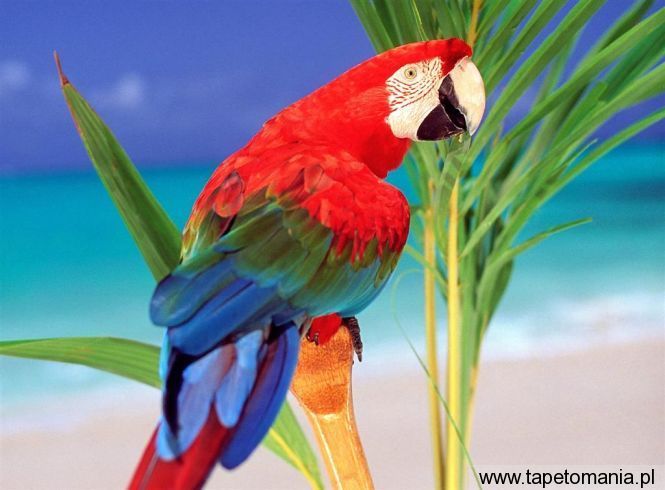 tropical colors, Tapety Ptaki, Ptaki tapety na pulpit, Ptaki