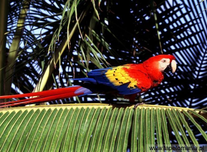 tropical perch, Tapety Ptaki, Ptaki tapety na pulpit, Ptaki