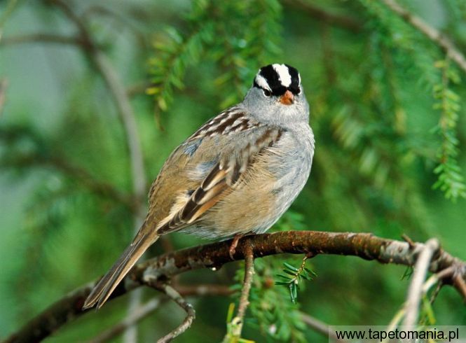 white crown d sparrow, Tapety Ptaki, Ptaki tapety na pulpit, Ptaki