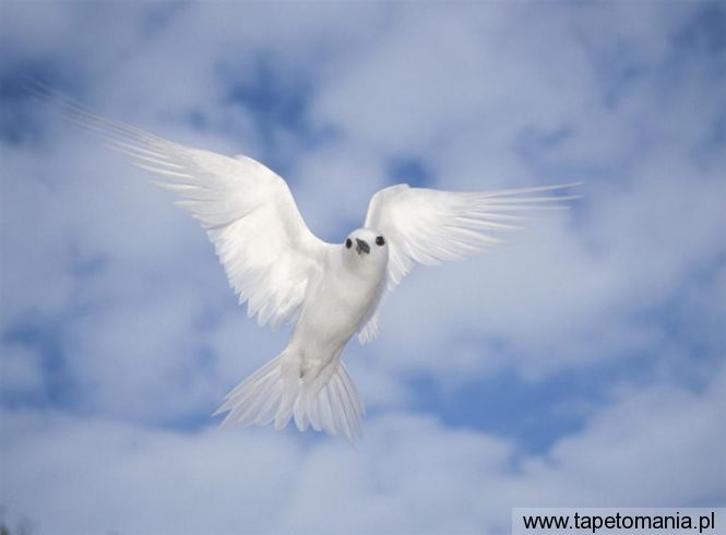 white tern, Tapety Ptaki, Ptaki tapety na pulpit, Ptaki