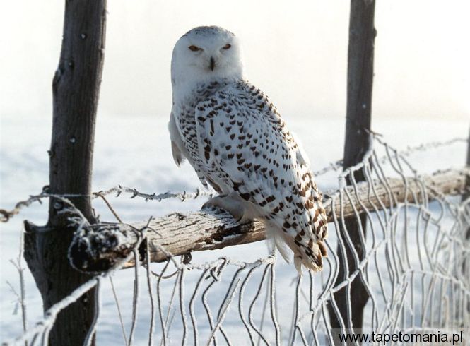 white winter owl, Tapety Ptaki, Ptaki tapety na pulpit, Ptaki
