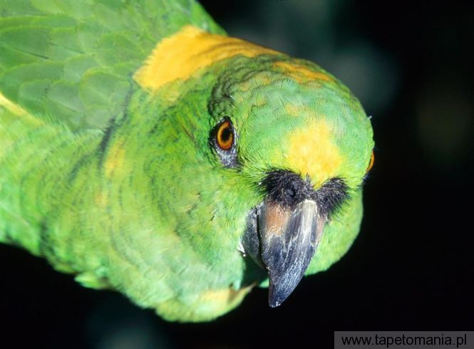 yellow naped amazon parrot, Tapety Ptaki, Ptaki tapety na pulpit, Ptaki