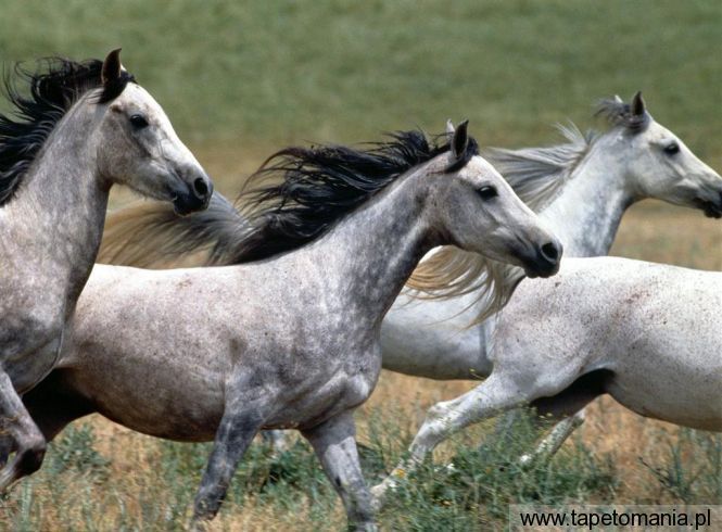 arabian stallions, Tapety Konie, Konie tapety na pulpit, Konie