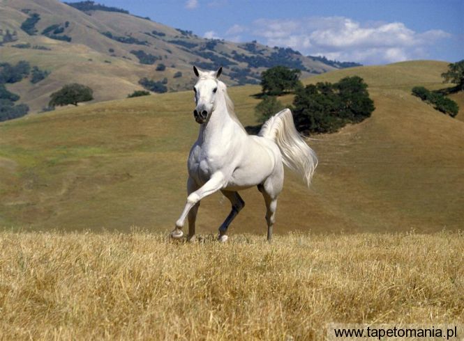 galloping white stallion, Tapety Konie, Konie tapety na pulpit, Konie
