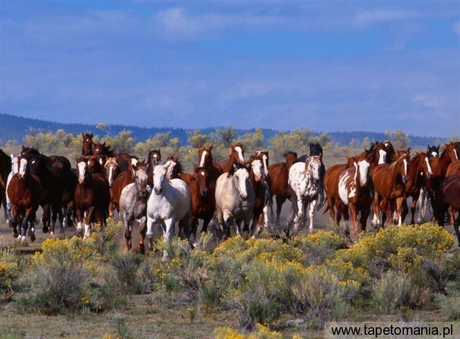 herd of horses, Tapety Konie, Konie tapety na pulpit, Konie