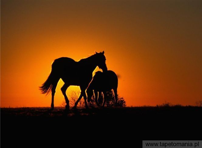 thoroughbred horses at sunset, Tapety Konie, Konie tapety na pulpit, Konie