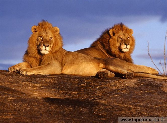 african lions, Tapety Koty, Koty tapety na pulpit, Koty