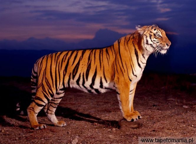 bengal tiger, Tapety Koty, Koty tapety na pulpit, Koty